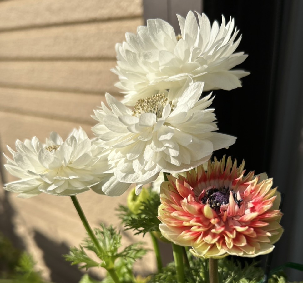 『２０２６年早春だより』