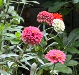 まだまだ咲いてる夏の花